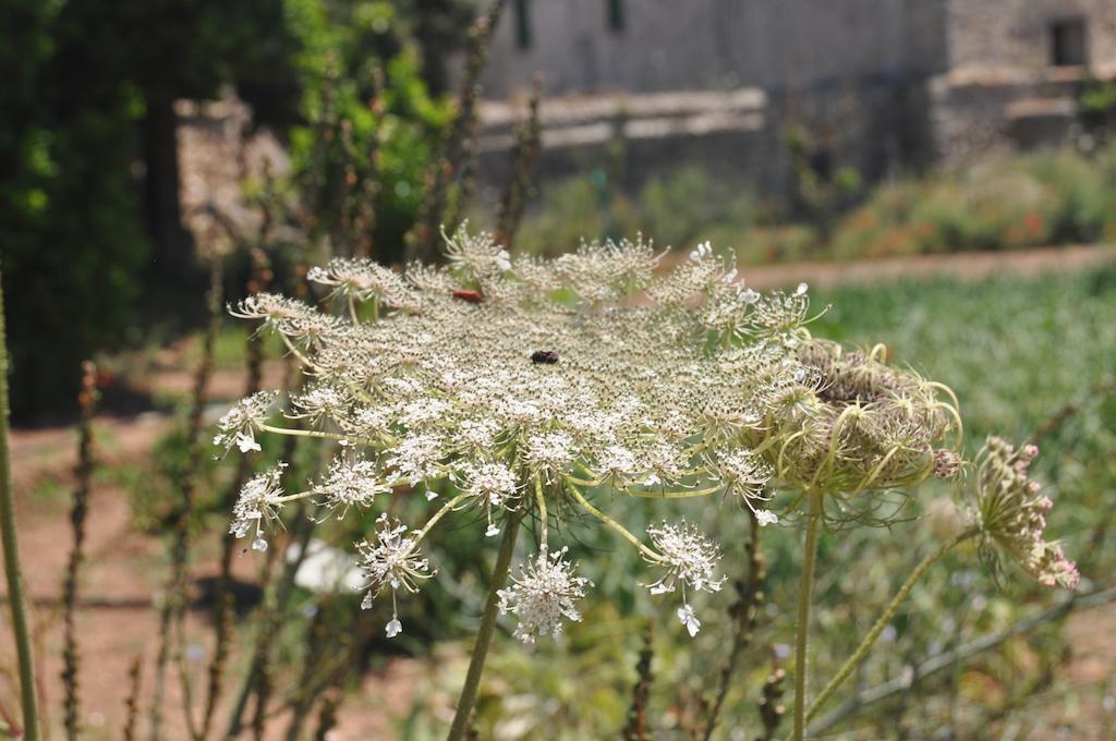 Sa Campaneta Agroturismo Puigpunyent  Esterno foto